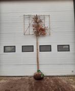 Fagus sylvatica atropunicea | Hêtres rouges et espaliers, Enlèvement ou Envoi, Automne, Espalier