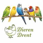 Ruimste aanbod vogels uit de regio