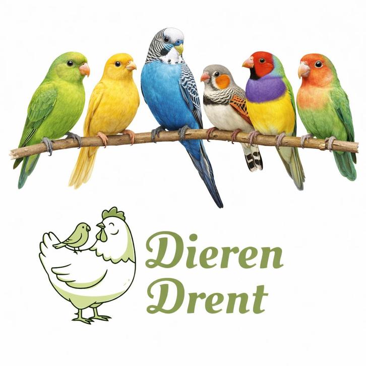 Ruimste aanbod vogels uit de regio, Animaux & Accessoires, Oiseaux | Canaris