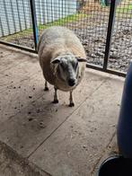 Schapen ooi, Vrouwelijk, Schaap, 0 tot 2 jaar