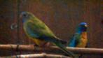 splendid  parkieten, Meerdere dieren, Parkiet, Geringd