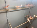 Roodmozaiek kanarie kopples, Dieren en Toebehoren, Vogels | Kanaries