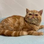 Exotic Shorthair  - Belgische kittens te koop, Dieren en Toebehoren, Meerdere dieren, Gechipt, 0 tot 2 jaar