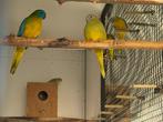 Kweekkoppel Turquoisine Cinnamon Groen, Meerdere dieren, Parkiet, Geringd