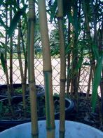 bamboe : Phyllostachys, Vaste plant, Overige soorten, Ophalen