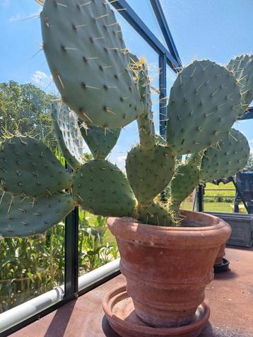 Cactus Opuntia ficus indica met of zonder terracotta pot  beschikbaar voor biedingen