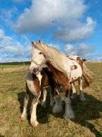 Jument Irish cob 16 ans suitée d’une splendide pouliche., Dieren en Toebehoren, Ophalen of Verzenden, Zo goed als nieuw, Dressuur