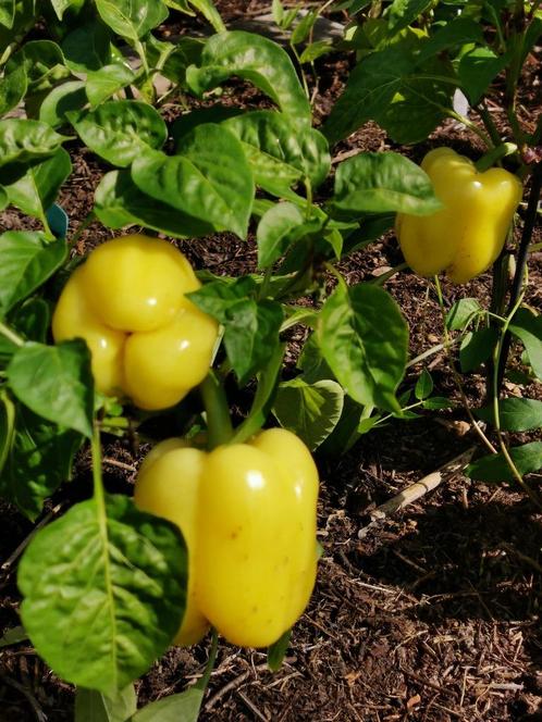 5 zaden White cloud - witte paprika - biologische teelt, Tuin en Terras, Bloembollen en Zaden, Zaad, Voorjaar, Volle zon, Verzenden