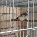 Mâle chardonneret panaché, Animaux & Accessoires, Oiseaux | Canaris, Mâle