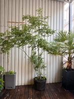 3m - Gewone Japanse esdoorn 'Acer palmatum', Halfschaduw, Overige soorten, 250 tot 400 cm, Ophalen