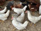 Witte leghorns aan de leg