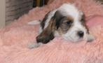 petit basset grifon vendeen pups, Dieren en Toebehoren, Honden | Beagles, Bassets en Lopende honden, CDV (hondenziekte), Meerdere