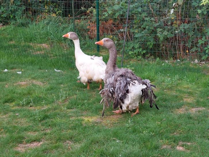 Koppel onverwante overjarige sebastopol krulveer ganzen, Dieren en Toebehoren, Pluimvee