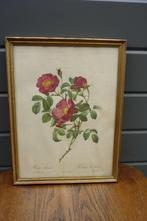 Vintage ingekaderde print P.J. Redouté (4), Antiek en Kunst, Ophalen of Verzenden