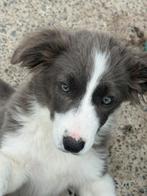Bordercollie pups, Dieren en Toebehoren, Honden | Herdershonden en Veedrijvers, België, 15 weken tot 1 jaar, Overige rassen, CDV (hondenziekte)