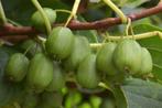 KIWIBES-PLANTEN ISSAI, Zelfbestuivend, 1,5/+ meter, 15€/stuk, Vaste plant, Ophalen of Verzenden, Halfschaduw, Fruitplanten