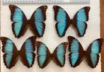 GOEDKOOP LOT 5x MORPHO DEIDAMA, Ophalen of Verzenden