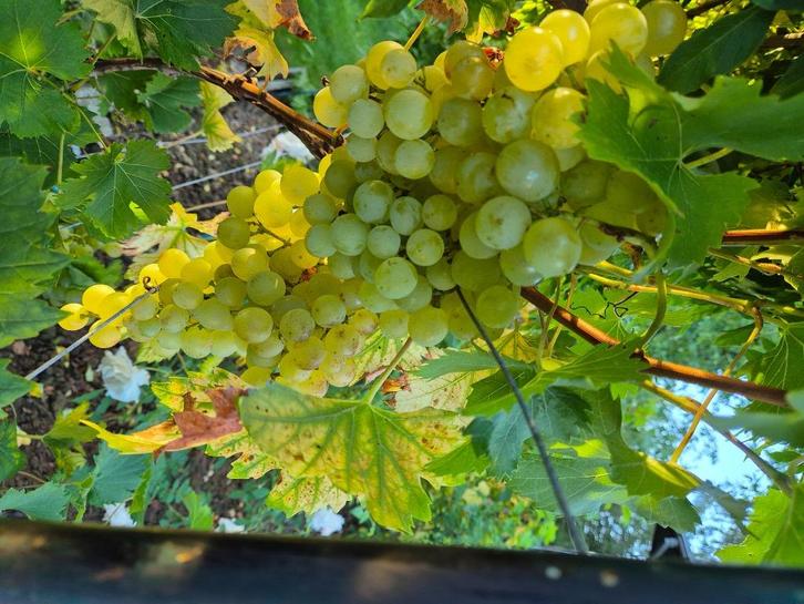 Grapevine Fanny, Jardin & Terrasse, Plantes | Arbres, Espalier, 100 à 250 cm, Plein soleil, Enlèvement