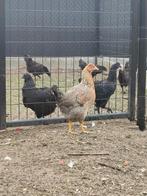 Cream legbar hennen, Dieren en Toebehoren, Pluimvee