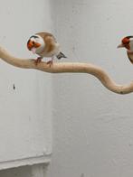 Major putter,  distelvink bonte man 2025, Dieren en Toebehoren, Mannelijk, Wildzangvogel, Geringd
