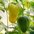 Tomatillo Queen of Malinalco - zaden, Verzenden