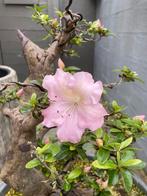 Bonsai Satsuki azalea, Enlèvement