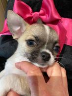chihuahua pupje met FCI stamboom, Dieren en Toebehoren, Honden | Chihuahua's en Gezelschapshonden, CDV (hondenziekte), Meerdere