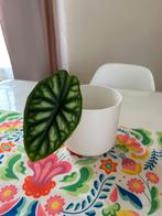 Alocasia dragon scale, Ophalen