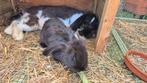 Franse hangoortjes 9 w., Dieren en Toebehoren, Hangoor