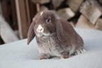 Zeer lieve en aanhankelijke nhd en minilop, Dieren en Toebehoren, Konijnen, Mannelijk, Klein, Hangoor, 0 tot 2 jaar