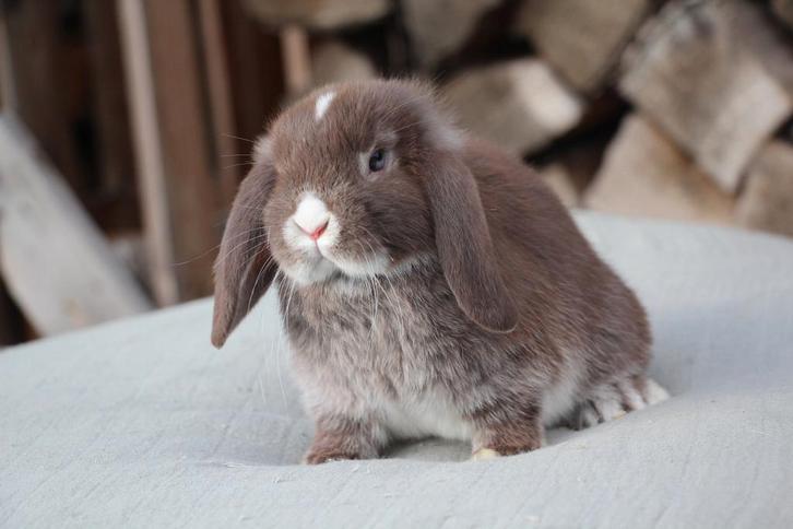 Zeer lieve en aanhankelijke nhd en minilop, Dieren en Toebehoren, Konijnen, Klein, Mannelijk, 0 tot 2 jaar, Hangoor