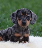 Teckel pups Merle korthaar, Dieren en Toebehoren, België, CDV (hondenziekte), 8 tot 15 weken, Korthaar