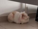 Langoor konijn,mannetje,wit met beige,4maanden., Dieren en Toebehoren, Konijnen