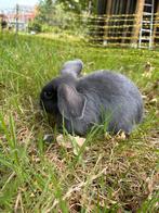 Konijnen, Dieren en Toebehoren, Meerdere dieren, Middelgroot, Hangoor, 0 tot 2 jaar