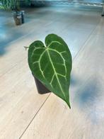 Anthurium Magnificum x, Ophalen of Verzenden
