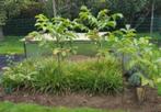 nog enkele notenbomen, notenboompjes walnotenboom walnoten, Tuin en Terras, Ophalen, Overige soorten