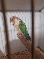 Pyrrhura blauw pine.apple man, Dieren en Toebehoren, Mannelijk, Geringd