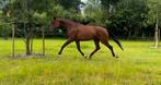 KWPN merrie (ster,IBOP drss, D-OC, Sport), Dieren en Toebehoren, Paarden, Merrie, Z, Gechipt, Dressuurpaard