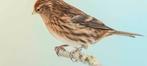 Barmsijs man, Animaux & Accessoires, Oiseaux | Canaris