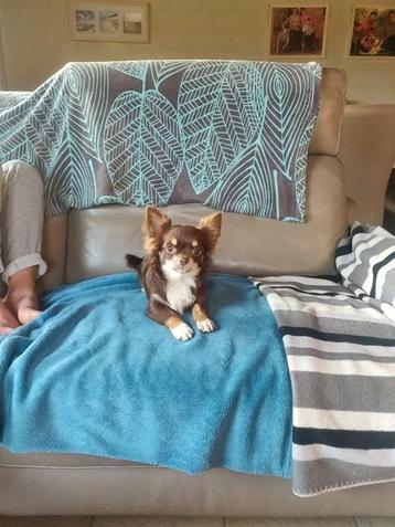 Chihuahua dekreutje ♥️ om uw loops teefke te dekken. beschikbaar voor biedingen