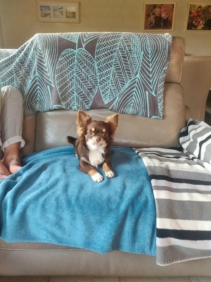 Chihuahua dekreutje ♥️ om uw loops teefke te dekken., Dieren en Toebehoren, Honden | Dekreuen, Reu, Fokker | Hobbymatig, Eén hond