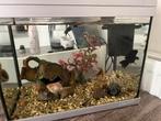 Aquarium, Dieren en Toebehoren, Vissen | Aquariumvissen