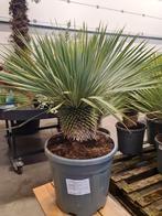 Yucca Rostrata - winterharde palmlelie, Ophalen