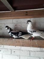 Te koop mooi koppel sierduiven, Animaux & Accessoires, Oiseaux | Pigeons
