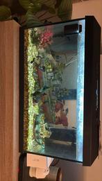Juwel aquarium 70l. Zo snel mogelijk weg, Dieren en Toebehoren, Ophalen, Zo goed als nieuw