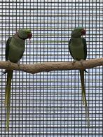 Alexanderparkiet, Dieren en Toebehoren, Vogels | Parkieten en Papegaaien