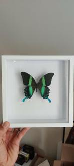 Papilio blumei, Ophalen, Zo goed als nieuw