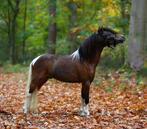 2,5 jarige nmprs hengst, Dieren en Toebehoren, Gechipt, Niet van toepassing, Hengst, A pony (tot 1.17m)
