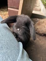 Minilop, Dwerghangoor, ram, zwart met wit neusje., Dieren en Toebehoren, Konijnen