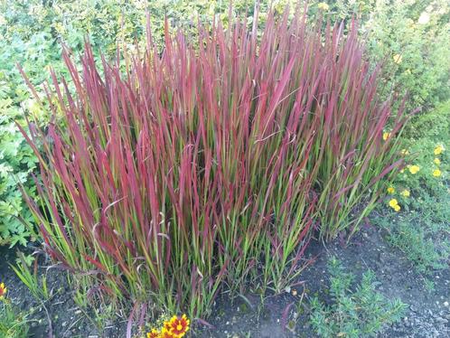 graminées très décoratives, Tuin en Terras, Planten | Struiken en Hagen, Struik, Ophalen